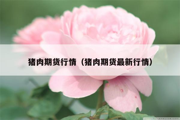 猪肉期货行情（猪肉期货最新行情）