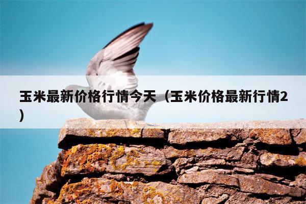 玉米最新价格行情今天（玉米价格最新行情2）