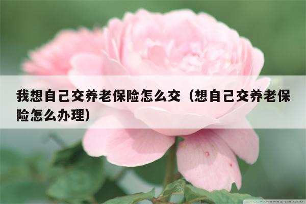 我想自己交养老保险怎么交（想自己交养老保险怎么办理）
