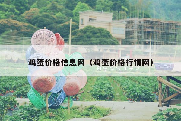 鸡蛋价格信息网（鸡蛋价格行情网）